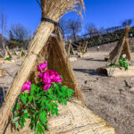 東松山新春ぼたん展 【東松山ぼたん園｜埼玉県東松山市】| フォトさいたま
