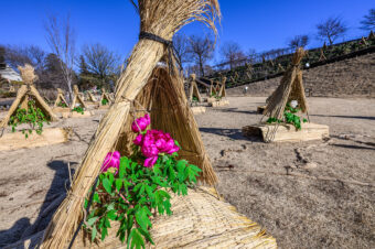 東松山新春ぼたん展