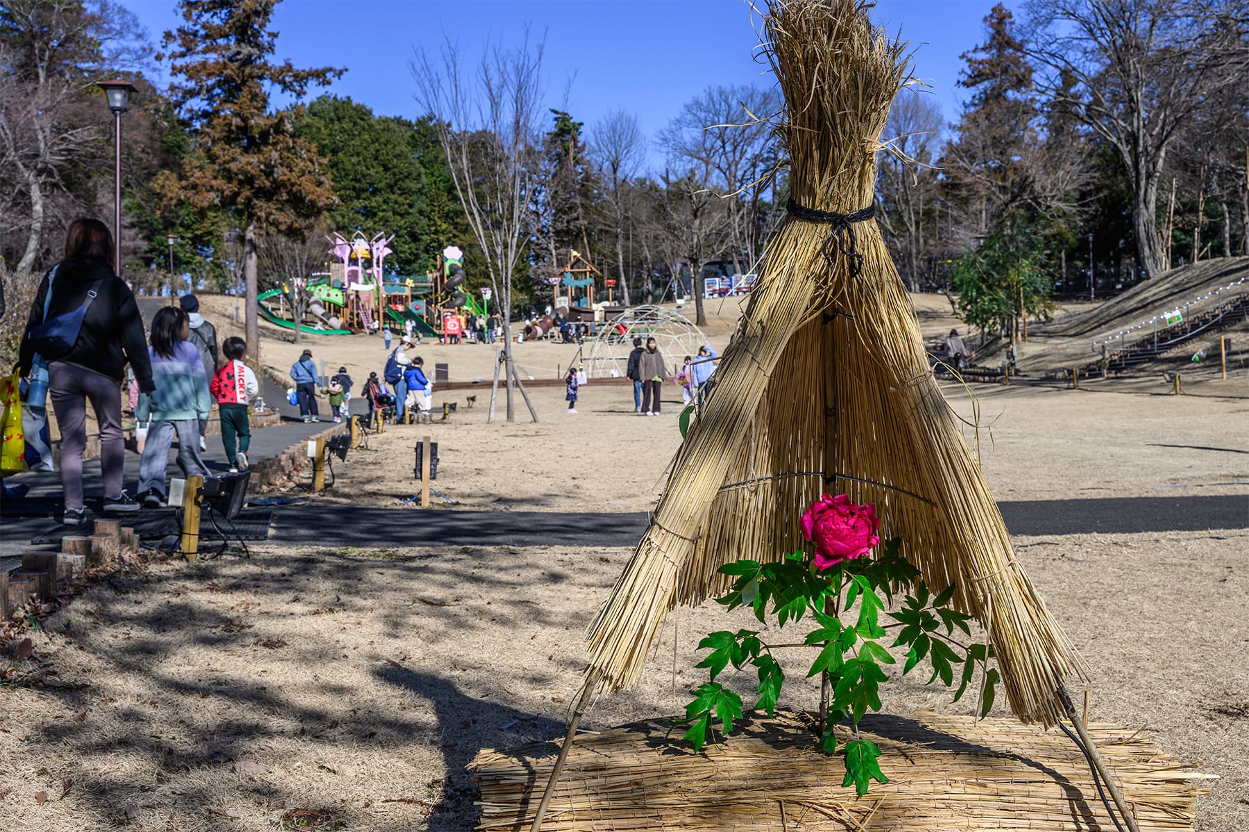 東松山新春ぼたん展 【東松山ぼたん園｜埼玉県東松山市】| フォトさいたま