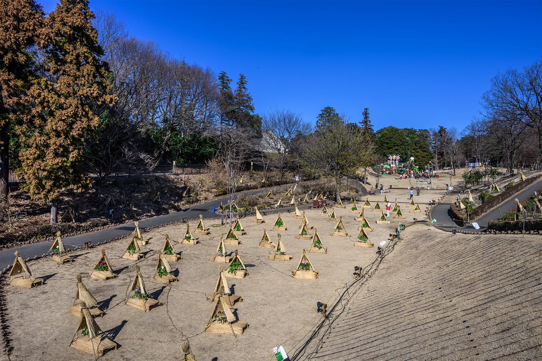 東松山新春ぼたん展 【東松山ぼたん園｜埼玉県東松山市】| フォトさいたま