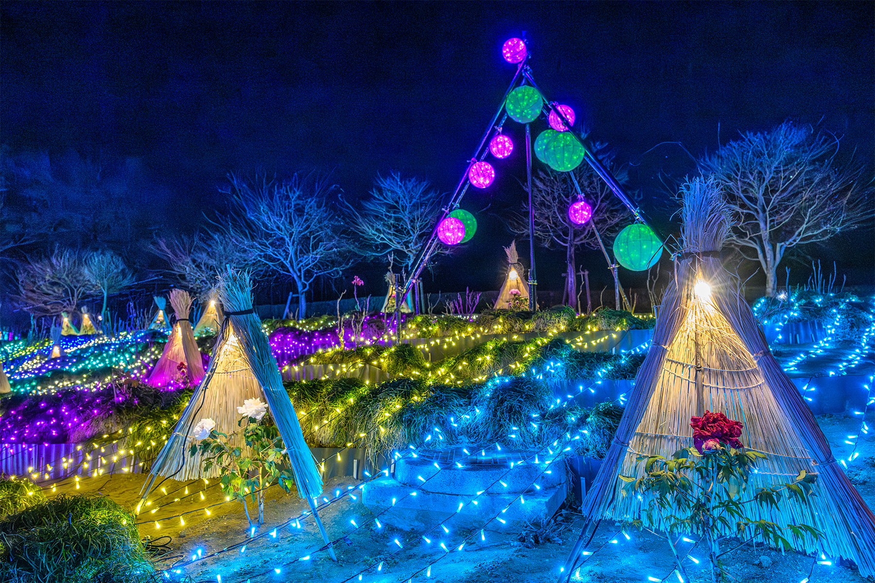 東松山新春ぼたん展 【東松山ぼたん園｜埼玉県東松山市】| フォトさいたま