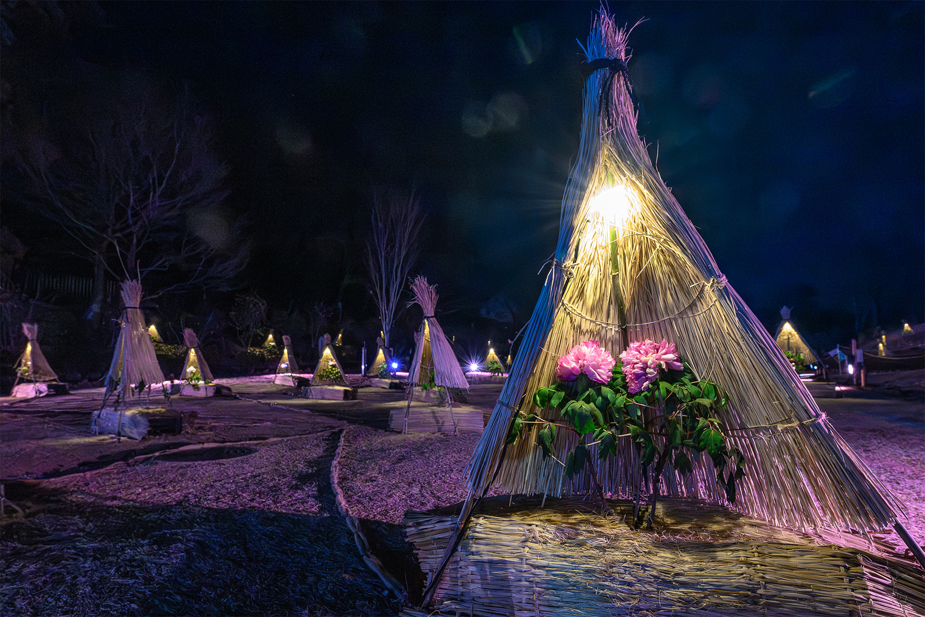 東松山新春ぼたん展 【東松山ぼたん園｜埼玉県東松山市】| フォトさいたま