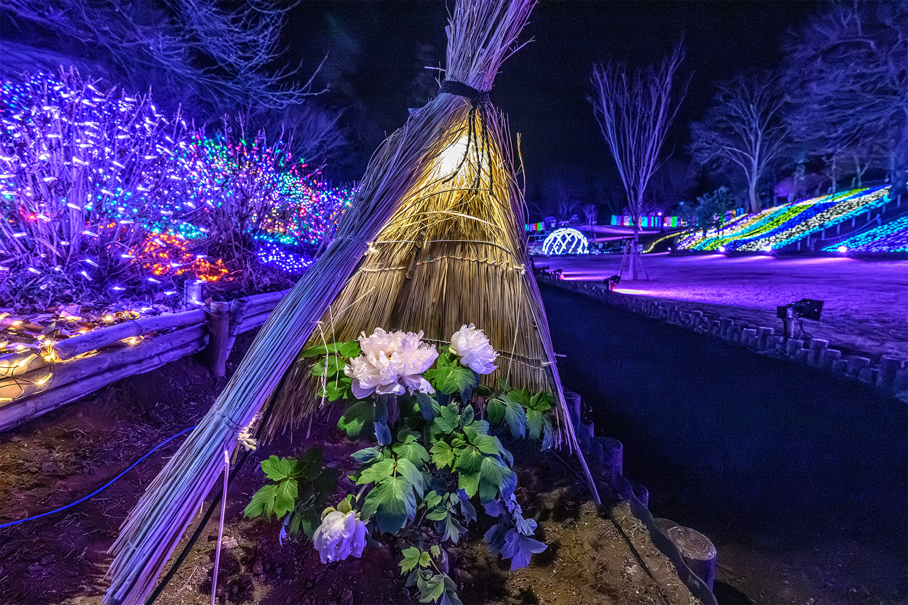 東松山新春ぼたん展 【東松山ぼたん園｜埼玉県東松山市】| フォトさいたま