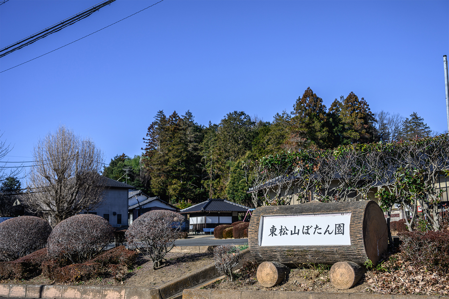 東松山新春ぼたん展 【東松山ぼたん園｜埼玉県東松山市】| フォトさいたま