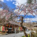 不動寺しだれ梅 【長瀞山・不動寺｜埼玉県秩父郡長瀞町】| フォトさいたま
