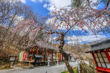 不動寺しだれ梅