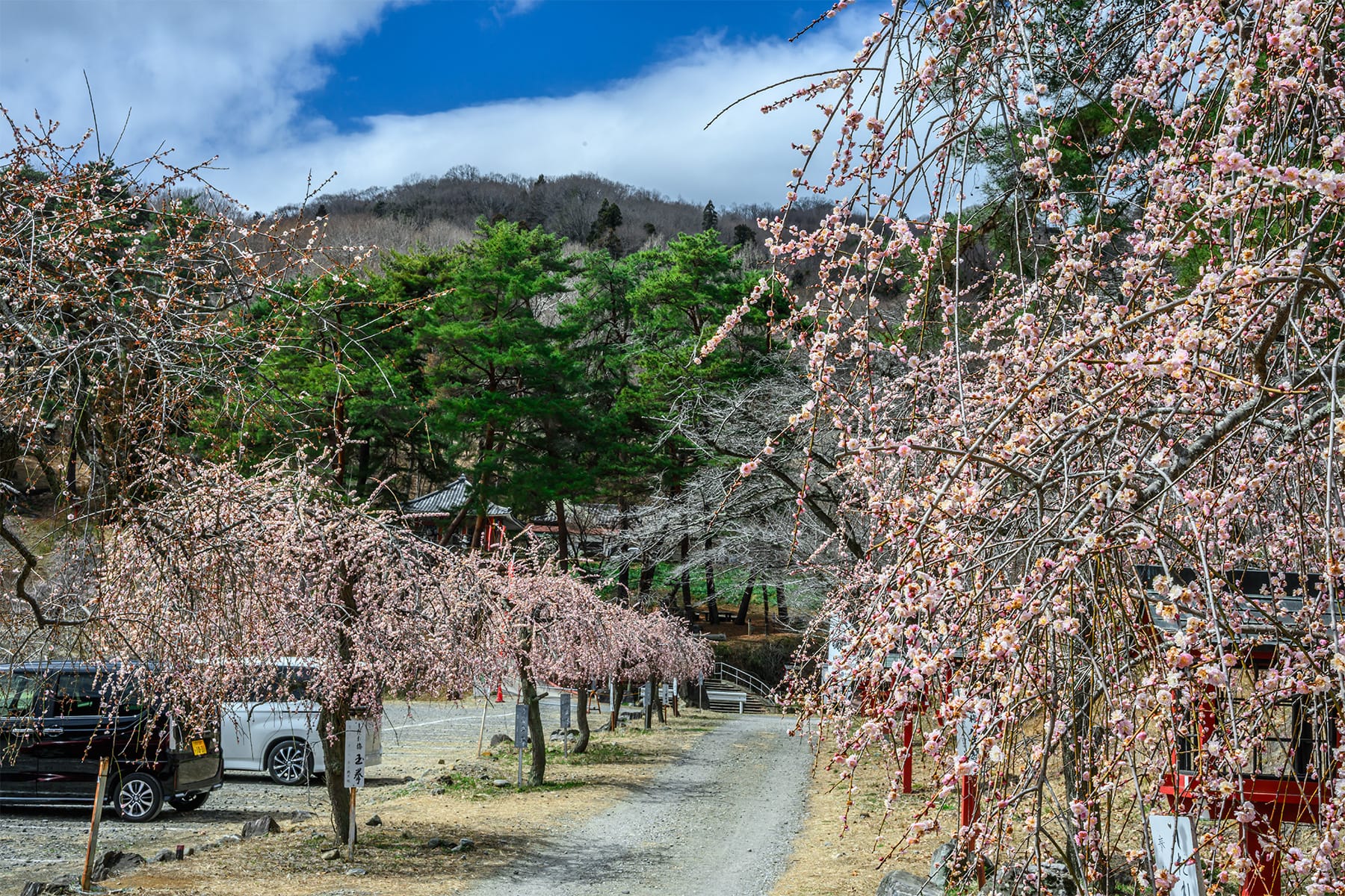 不動寺しだれ梅 【長瀞山・不動寺｜埼玉県秩父郡長瀞町】| フォトさいたま