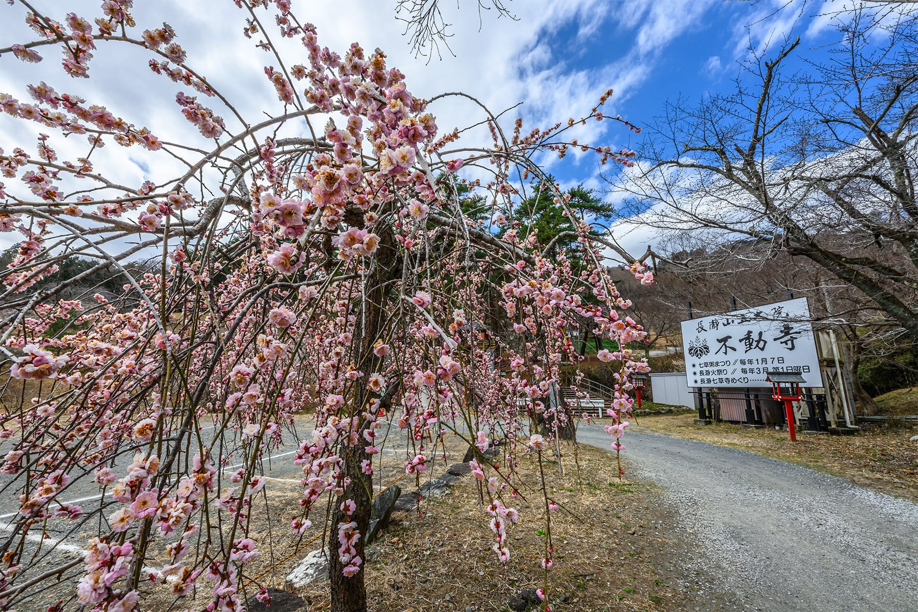 不動寺しだれ梅 【長瀞山・不動寺｜埼玉県秩父郡長瀞町】| フォトさいたま