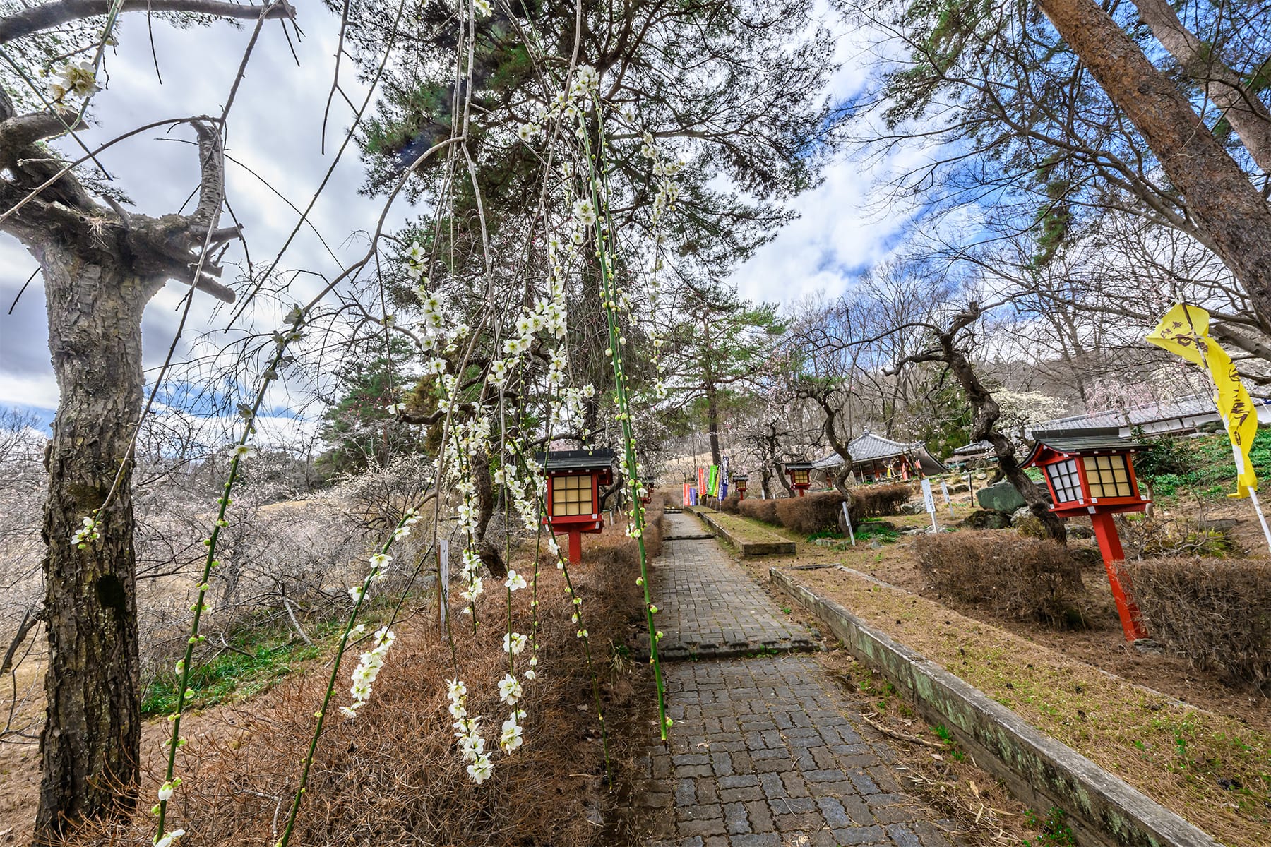 不動寺しだれ梅 【長瀞山・不動寺｜埼玉県秩父郡長瀞町】| フォトさいたま