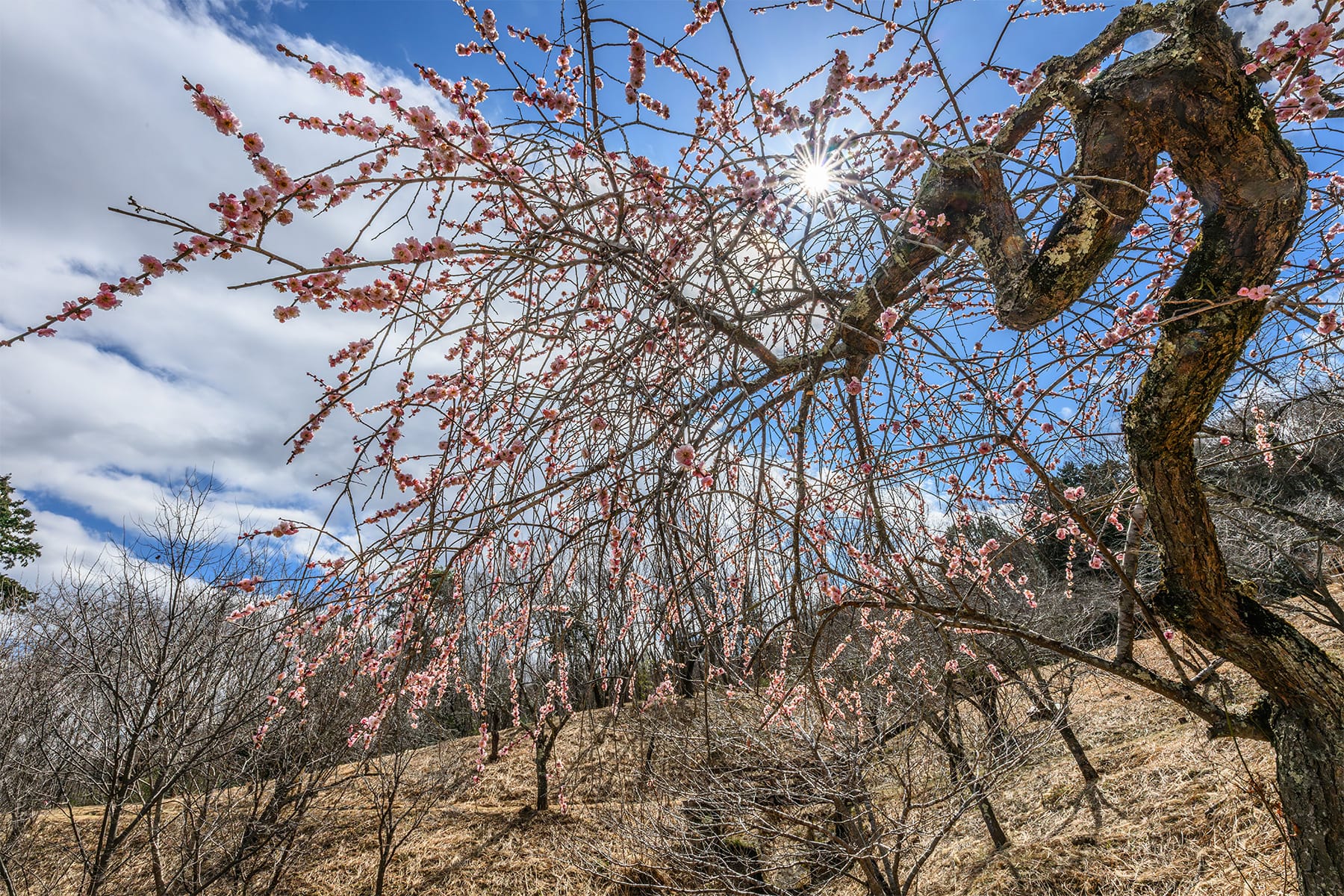 不動寺しだれ梅 【長瀞山・不動寺｜埼玉県秩父郡長瀞町】| フォトさいたま