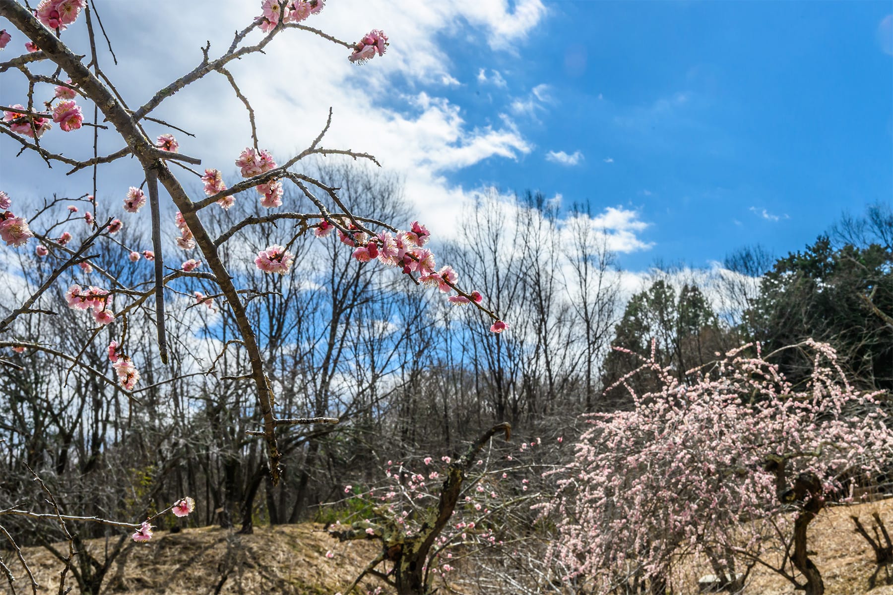 不動寺しだれ梅 【長瀞山・不動寺｜埼玉県秩父郡長瀞町】| フォトさいたま