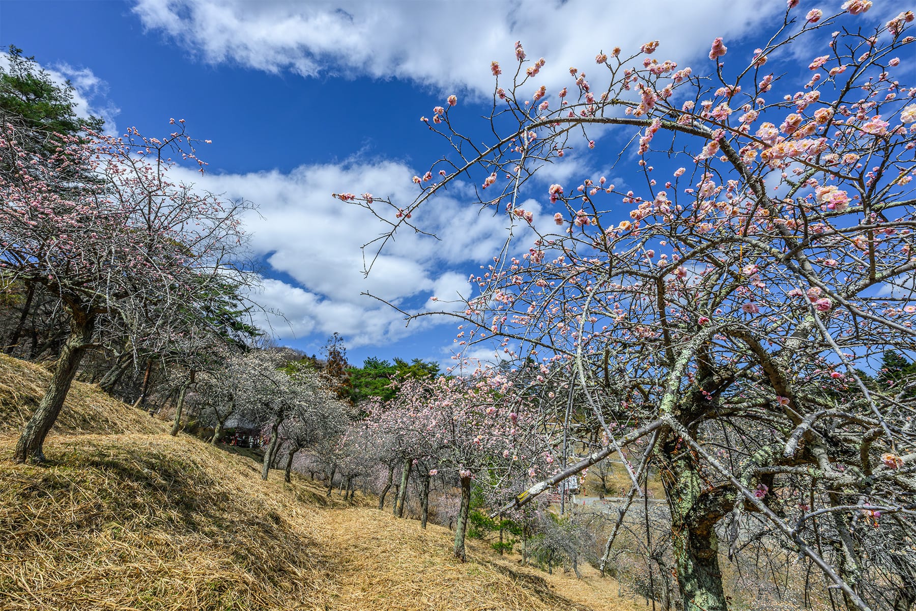 不動寺しだれ梅 【長瀞山・不動寺｜埼玉県秩父郡長瀞町】| フォトさいたま