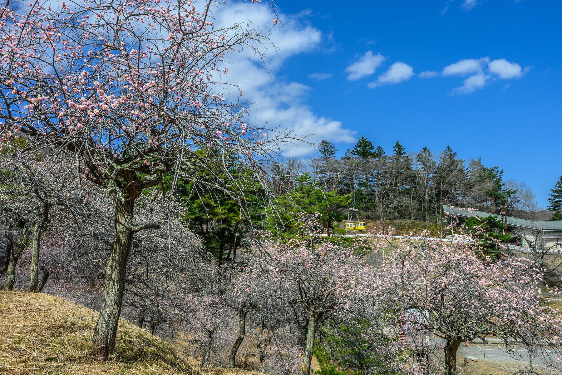 不動寺しだれ梅 【長瀞山・不動寺｜埼玉県秩父郡長瀞町】| フォトさいたま