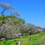 熊谷桜堤【熊谷桜堤（熊谷市荒川河川敷）｜埼玉県熊谷市】 | フォトさいたま