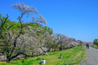 熊谷桜堤