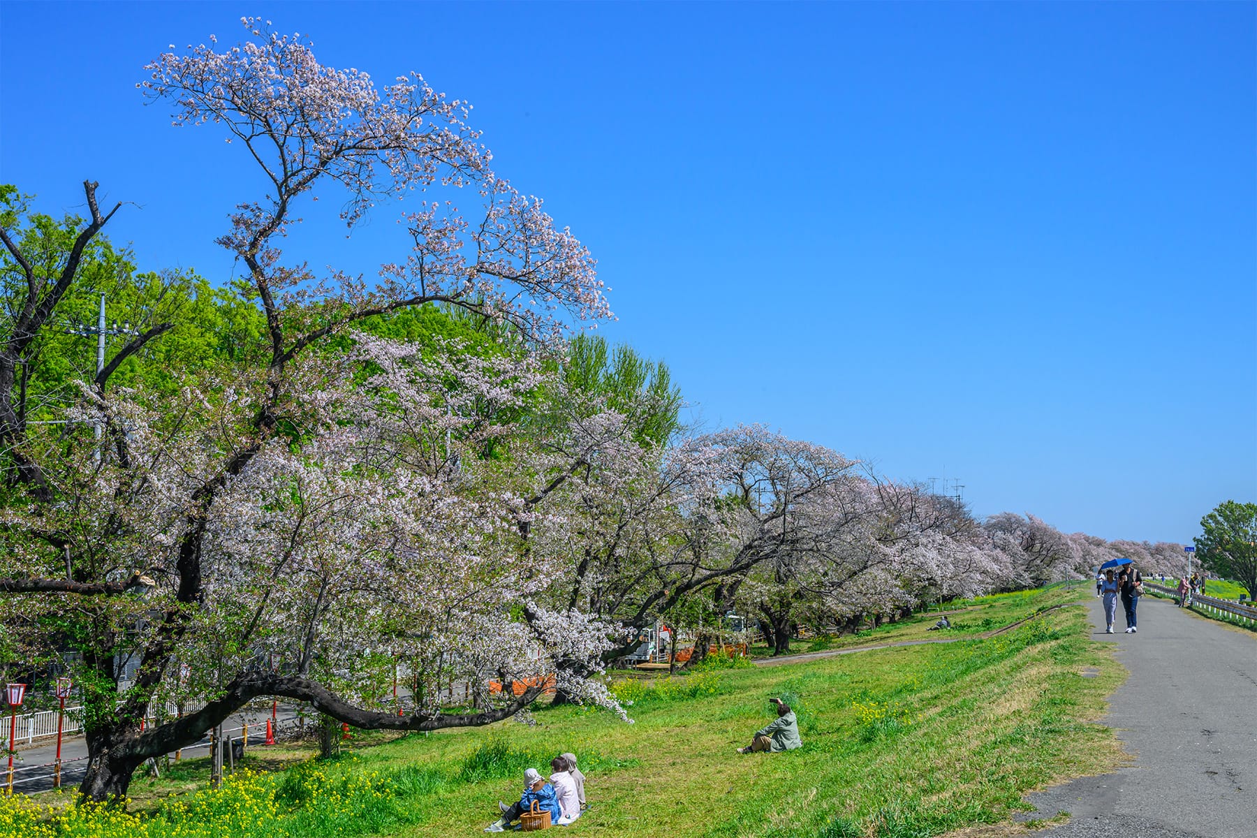 熊谷桜堤【熊谷桜堤（熊谷市荒川河川敷）｜埼玉県熊谷市】 | フォトさいたま