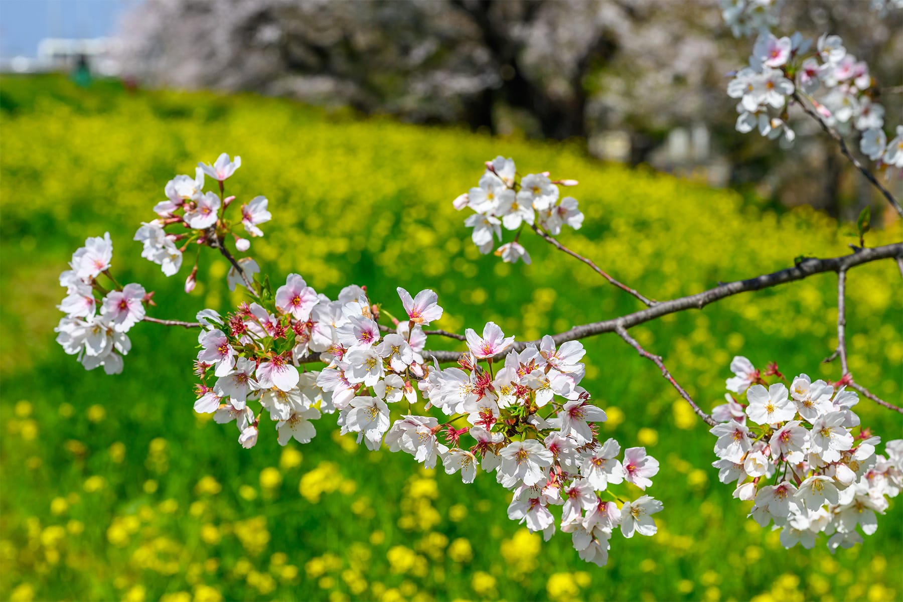 熊谷桜堤【熊谷桜堤（熊谷市荒川河川敷）｜埼玉県熊谷市】 | フォトさいたま