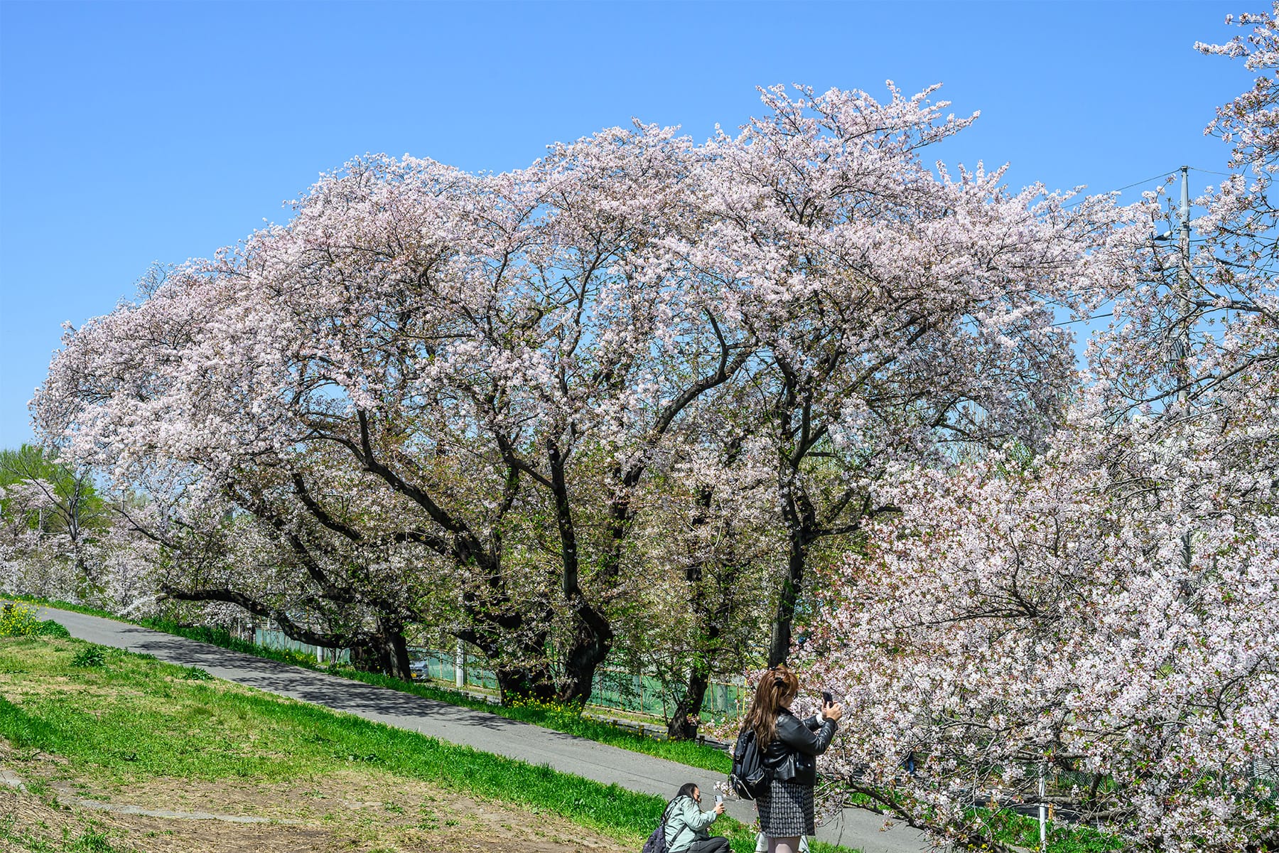 熊谷桜堤【熊谷桜堤（熊谷市荒川河川敷）｜埼玉県熊谷市】 | フォトさいたま