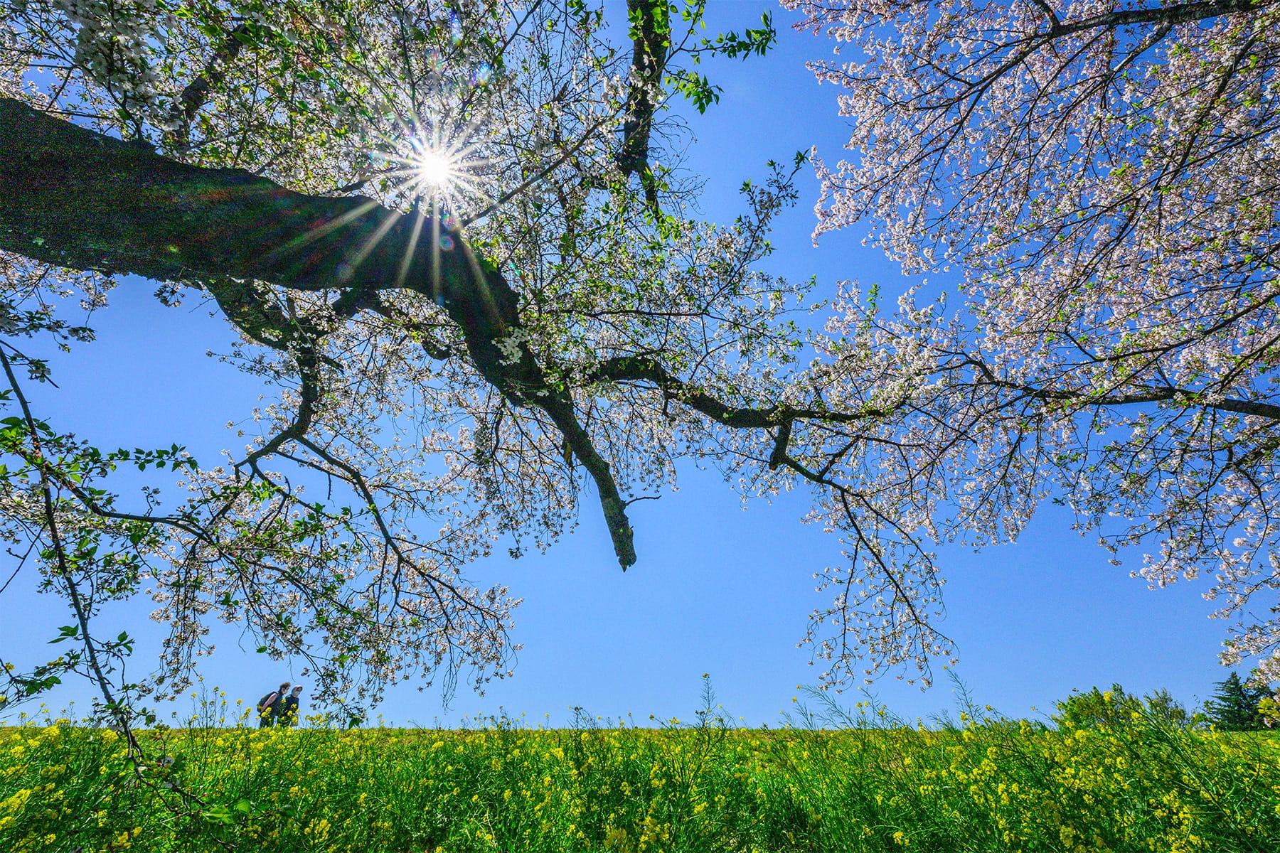 熊谷桜堤【熊谷桜堤（熊谷市荒川河川敷）｜埼玉県熊谷市】 | フォトさいたま