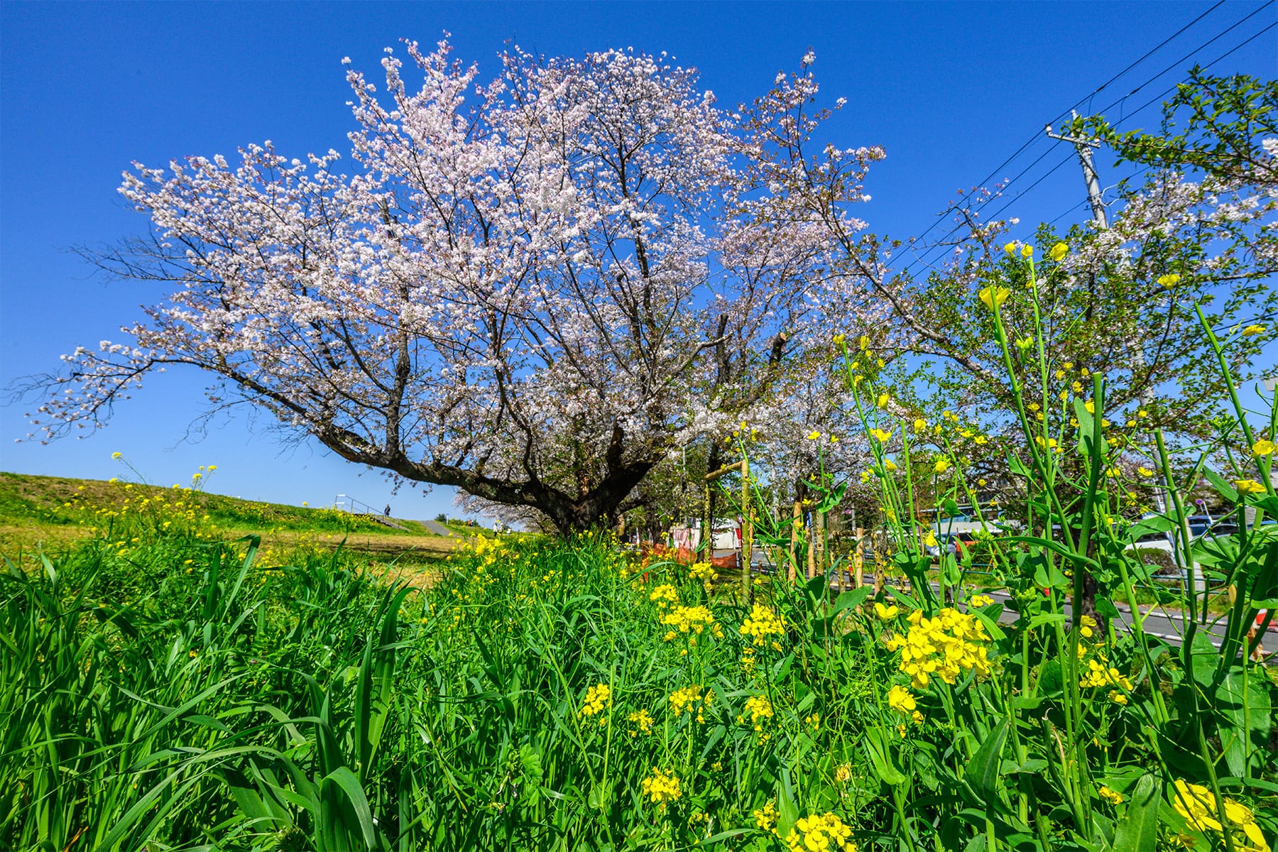 熊谷桜堤【熊谷桜堤（熊谷市荒川河川敷）｜埼玉県熊谷市】 | フォトさいたま