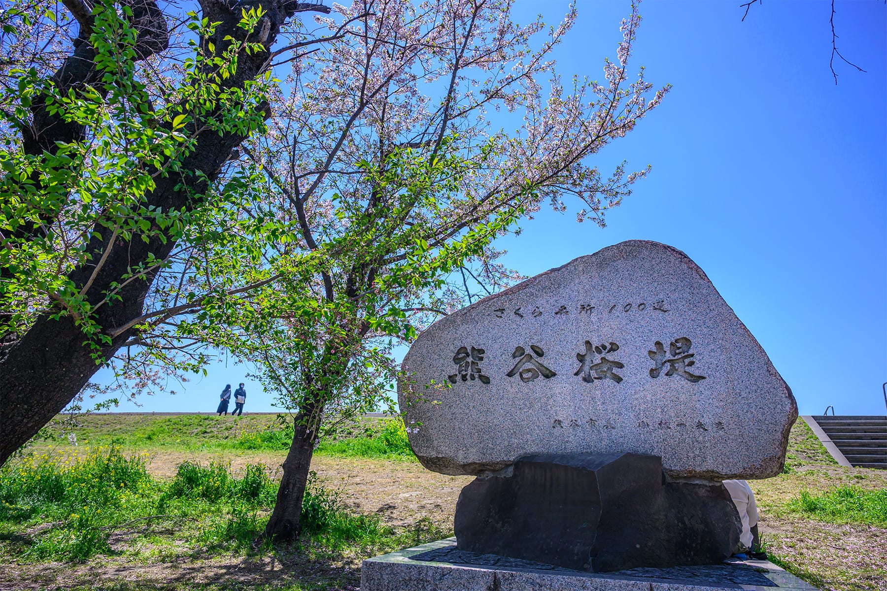 熊谷桜堤【熊谷桜堤（熊谷市荒川河川敷）｜埼玉県熊谷市】 | フォトさいたま