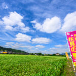 ちちぶ荒川春そばの花見まつり 【ちちぶ花見の里｜埼玉県秩父市】| フォトさいたま