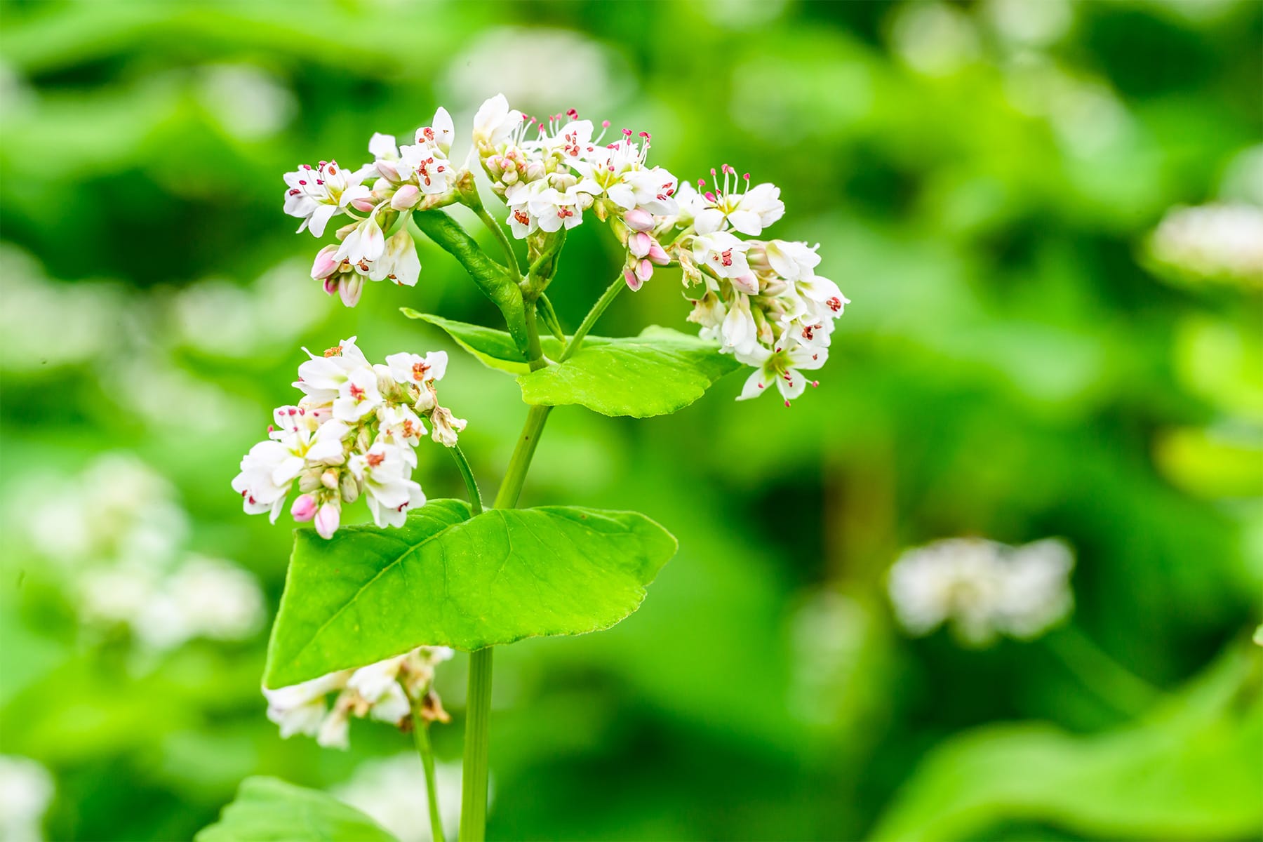 ちちぶ荒川春そばの花見まつり 【ちちぶ花見の里|埼玉県秩父市】| フォトさいたま