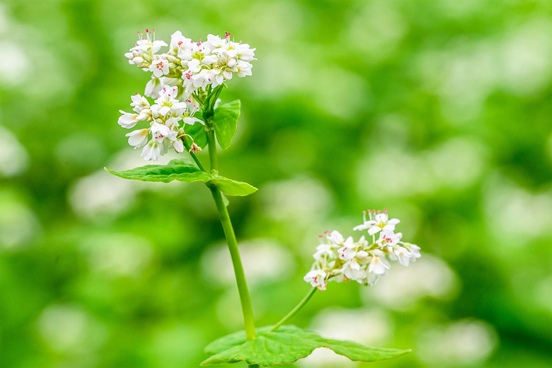 ちちぶ荒川春そばの花見まつり 【ちちぶ花見の里|埼玉県秩父市】| フォトさいたま