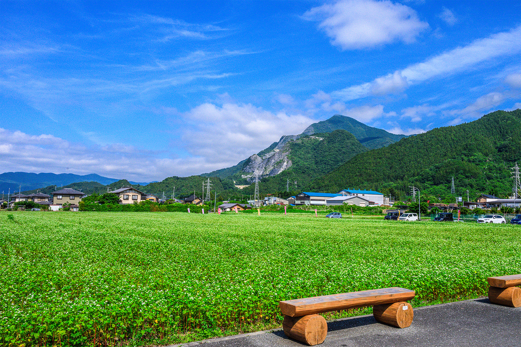 ちちぶ荒川春そばの花見まつり 【ちちぶ花見の里|埼玉県秩父市】| フォトさいたま