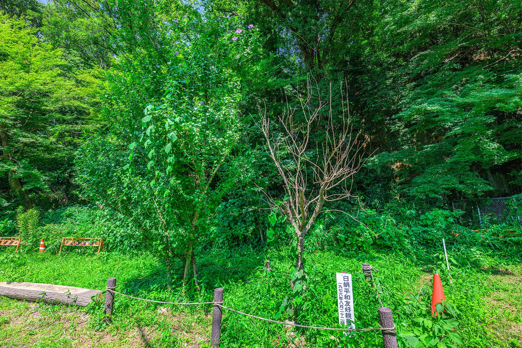 吉見百穴（よしみひゃくあな） 【埼玉県比企郡吉見町】| フォトさいたま